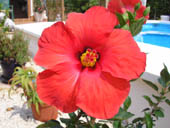 Hibiscus Picture 3